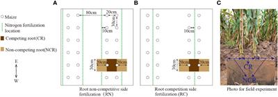 Optimizing nitrogen application position to change root distribution in soil and regulate maize growth and yield formation in a wide–narrow row cropping system: pot and field experiments